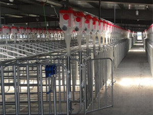 猪场安装自动喂料系统厂家